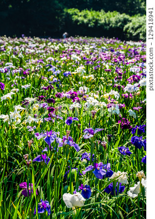 神樂湖菖蒲園（大分縣別府市） 129418941