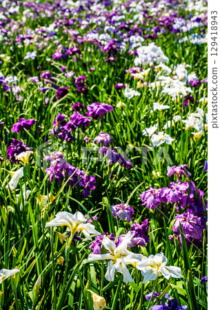 神樂湖菖蒲園（大分縣別府市） 129418943