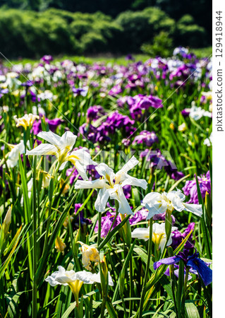 神樂湖菖蒲園(大分縣別府市) 神樂湖菖蒲園(大分縣別府市) 129418944