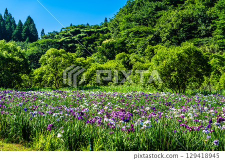 神樂湖菖蒲園（大分縣別府市） 129418945