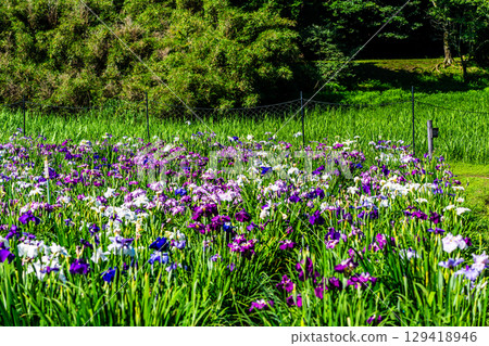 神樂湖菖蒲園（大分縣別府市） 129418946