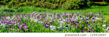 神樂女湖菖蒲園全景（大分縣別府市） 129418947