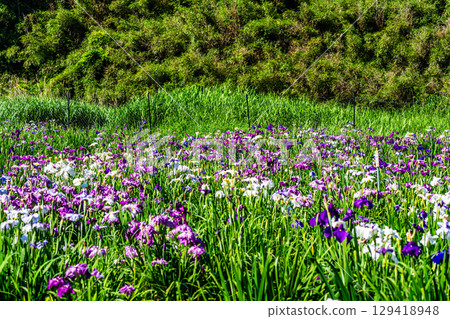 神樂湖菖蒲園（大分縣別府市） 129418948