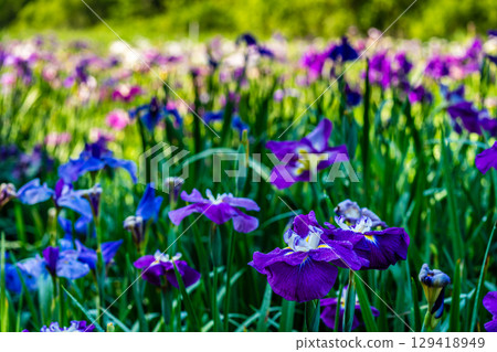 神樂湖菖蒲園（大分縣別府市） 129418949