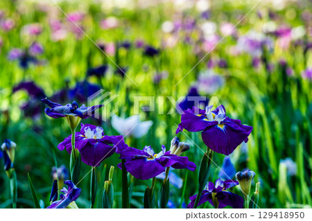 神樂湖菖蒲園（大分縣別府市） 129418950