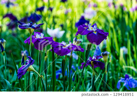 神樂湖菖蒲園(大分縣別府市) 神樂湖菖蒲園(大分縣別府市) 129418951