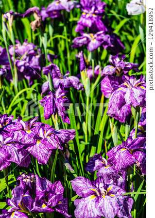 神樂湖菖蒲園(大分縣別府市) 神樂湖菖蒲園(大分縣別府市) 129418952