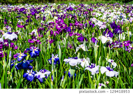 神樂湖菖蒲園（大分縣別府市） 129418953