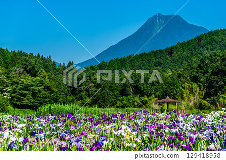 神樂湖菖蒲園（大分縣別府市） 129418958