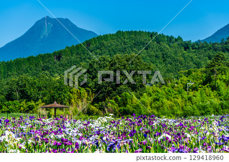 神樂湖菖蒲園（大分縣別府市） 129418960