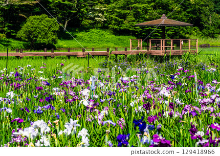 神樂湖菖蒲園（大分縣別府市） 129418966