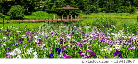 神樂女湖菖蒲園全景（大分縣別府市） 129418967