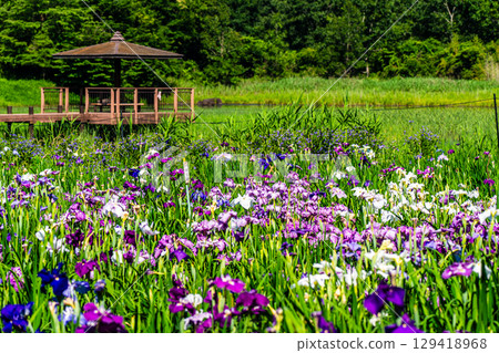 神樂湖菖蒲園（大分縣別府市） 129418968