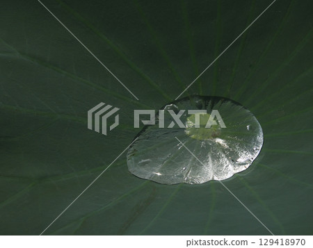 草津市水生植物公園水森蓮花 草津市水生植物公園水森蓮花 129418970