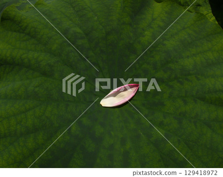 Kusatsu City Aquatic Plant Park Mizunomori - Lotus 129418972