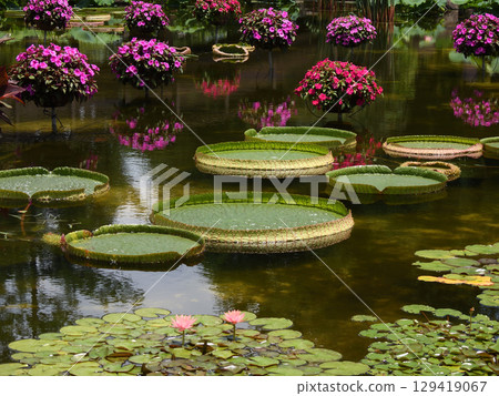 草津市水生植物公園水森、花影池、巴拉圭睡蓮 129419067