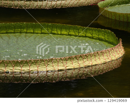 Kusatsu City Aquatic Plant Park Mizunomori, Hanakage Pond, Paraguayan Water Lilies 129419069
