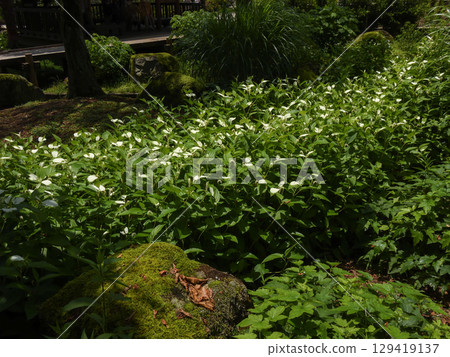 草津市水生植物公園水森～半落石 129419137