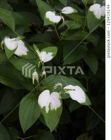 草津市水生植物公園水森～半落石 129419144