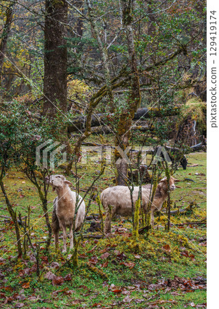 Flock of Sheep Grazing in Mossy Forest of Spruce Meadow, Yulong Snow Mountain, China 129419174