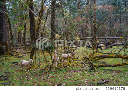 Flock of Sheep Grazing in Mossy Forest of Spruce Meadow, Yulong Snow Mountain, China 129419176