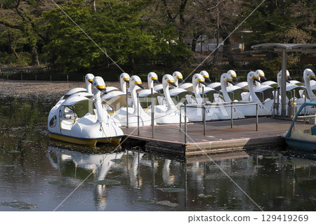 Swan boats lined up in Inokashira Park Swan boats lined up in Inokashira Park 129419269