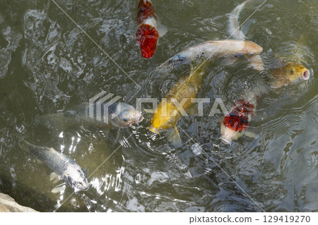 Colorful carp gathering in a pond Colorful carp gathering in a pond 129419270