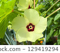 Okra's Flower 129419294