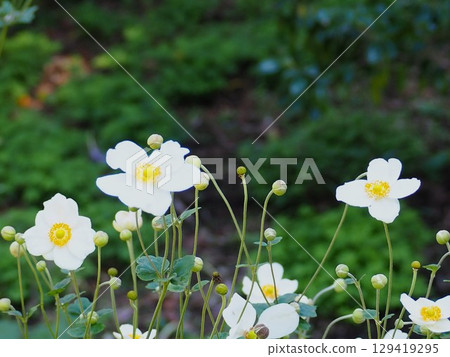 Shuigayuki flower 129419295