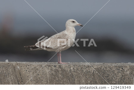 海鷗鷗幼鳥 海鷗鷗幼鳥 129419349