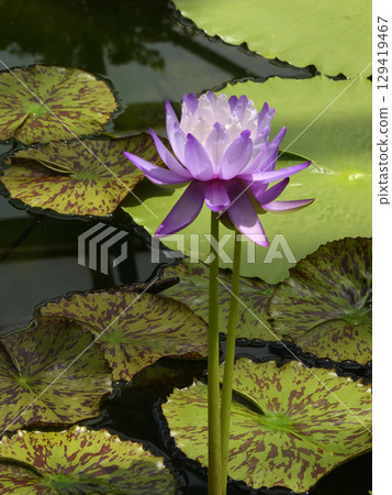 草津市水生植物公園水森熱帶睡蓮（蓮花館） 129419467