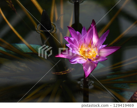 Kusatsu City Aquatic Plant Park Mizunomori Tropical Water Lilies (Lotus Hall) 129419469