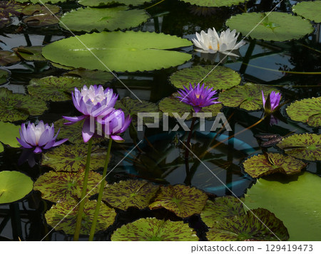 草津市水生植物公園水森熱帶睡蓮（蓮花館） 129419473