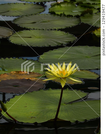 Kusatsu City Aquatic Plant Park Mizunomori Tropical Water Lilies (Lotus Hall) 129419477
