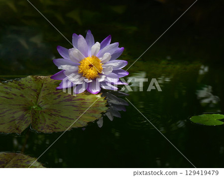 草津市水生植物公園水森熱帶睡蓮（蓮花館） 129419479