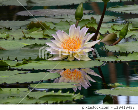 Kusatsu City Aquatic Plant Park Mizunomori Tropical Water Lilies (Lotus Hall) 129419482