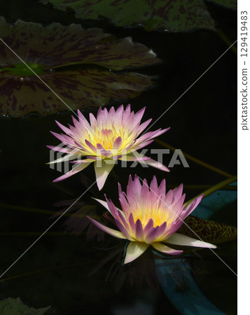 草津市水生植物公園水森熱帶睡蓮（蓮花館） 129419483