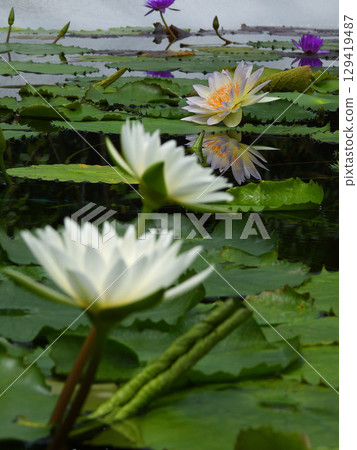 Kusatsu City Aquatic Plant Park Mizunomori Tropical Water Lilies (Lotus Hall) 129419487