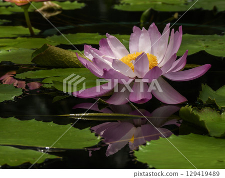草津市水生植物公園水森熱帶睡蓮（蓮花館） 129419489