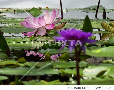 Kusatsu City Aquatic Plant Park Mizunomori Tropical Water Lilies (Lotus Hall) 129419492