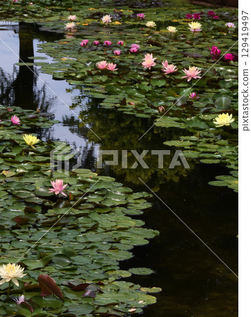 Kusatsu City Aquatic Plant Park Mizunomori Water Lily Pond Kusatsu City Aquatic Plant Park Mizunomori Water Lily Pond 129419497