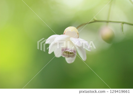 White Rengeshouma Summer scenery 129419661