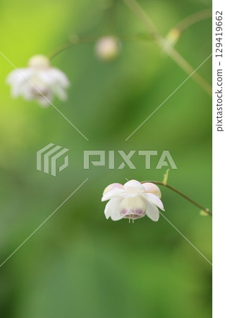 Beautifully blooming white Rengeshouma flowers in summer scenery 129419662