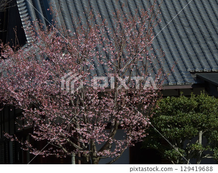 清城會院櫻八須賀 129419688