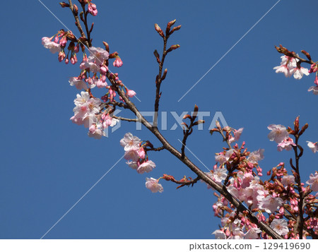 清城會院櫻八須賀 129419690