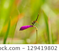 An immature male of the dragonfly (Hatchō-tōnfō) resting on a mauve orchid 129419802