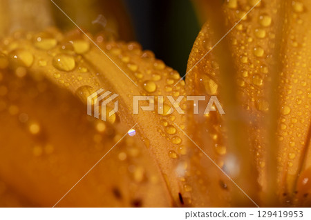 lily flowers covered with water droplets in spring, wet lily in sunny weather during flowering, closeup lily flowers covered with water droplets in spring, wet lily in sunny weather during flowering, closeup 129419953