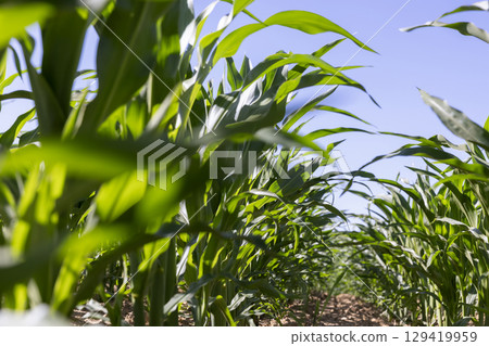 field with a future crop of sweet corn , clear sunny weather in a field with green corn in summer 129419959