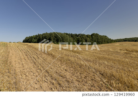 field after harvesting grain with wheat stalks sticking out, landscape photography, a forest is near the field 129419960