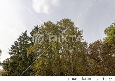 birch tree in the autumn against the sky, autumn changes in the birch foliage of trees in the park birch tree in the autumn against the sky, autumn changes in the birch foliage of trees in the park 129419967